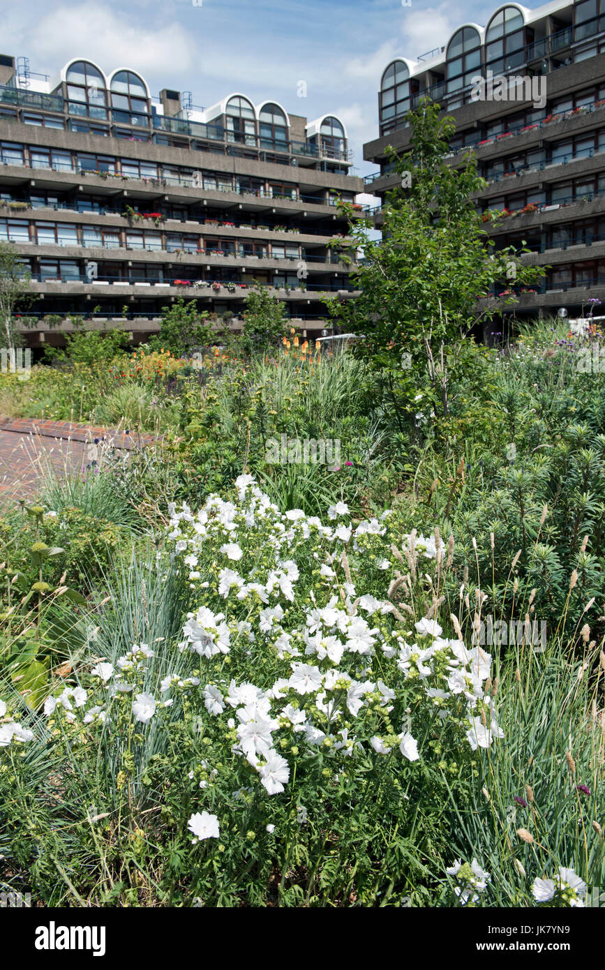 Bianco - malva Malva o Lavatera con appartamenti dietro, Giardini di faggio, Barbican, città di Londra Inghilterra Gran Bretagna REGNO UNITO Foto Stock