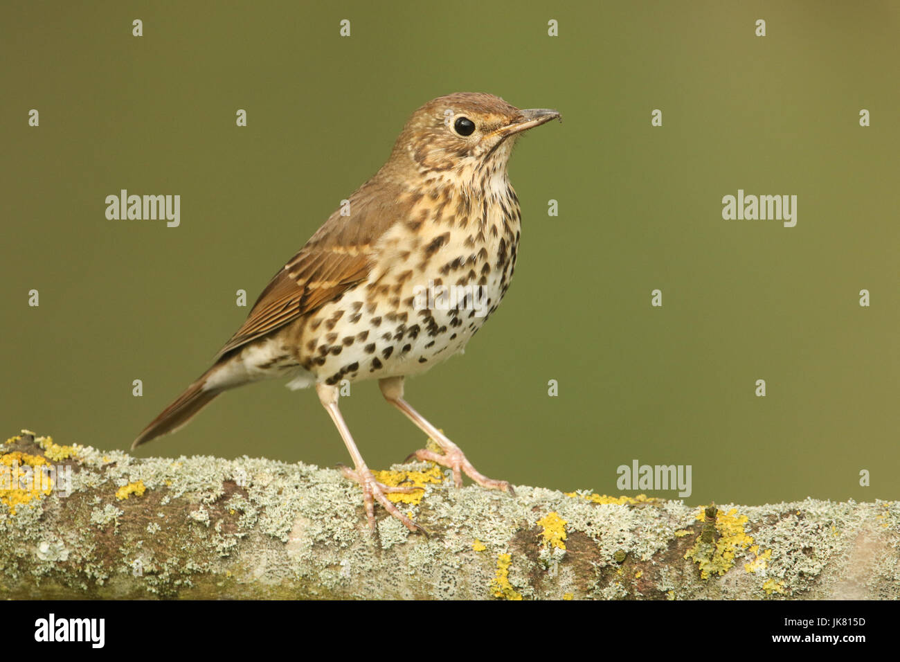 Un incredibile Tordo (Turdus philomelos) appollaiato su un lichene ramo coperti. Foto Stock