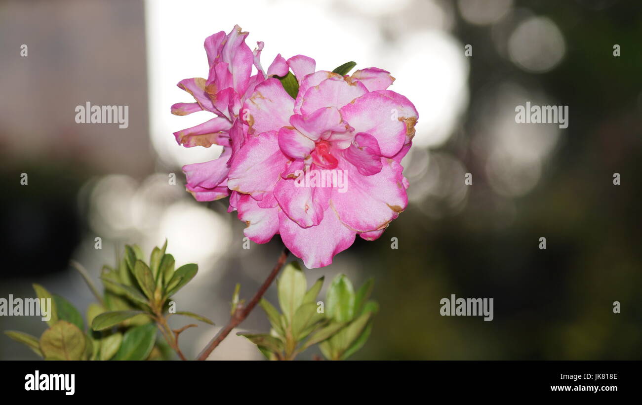 Nazioni Unite Jardín de Flores, repleto diferentes colores que le dan al mundo belleza, unà flor es única por sus tonalidades, especial por su fragancia, hermosa Foto Stock