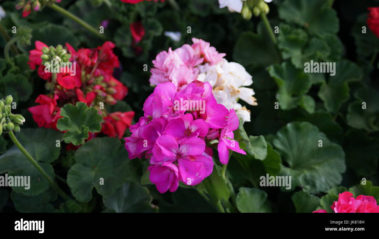 Nazioni Unite Jardín de Flores, repleto diferentes colores que le dan al mundo belleza, unà flor es única por sus tonalidades, especial por su fragancia, hermosa Foto Stock