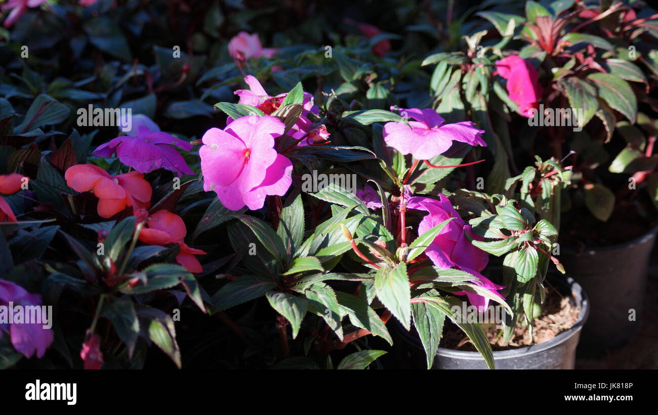 Nazioni Unite Jardín de Flores, repleto diferentes colores que le dan al mundo belleza, unà flor es única por sus tonalidades, especial por su fragancia, hermosa Foto Stock