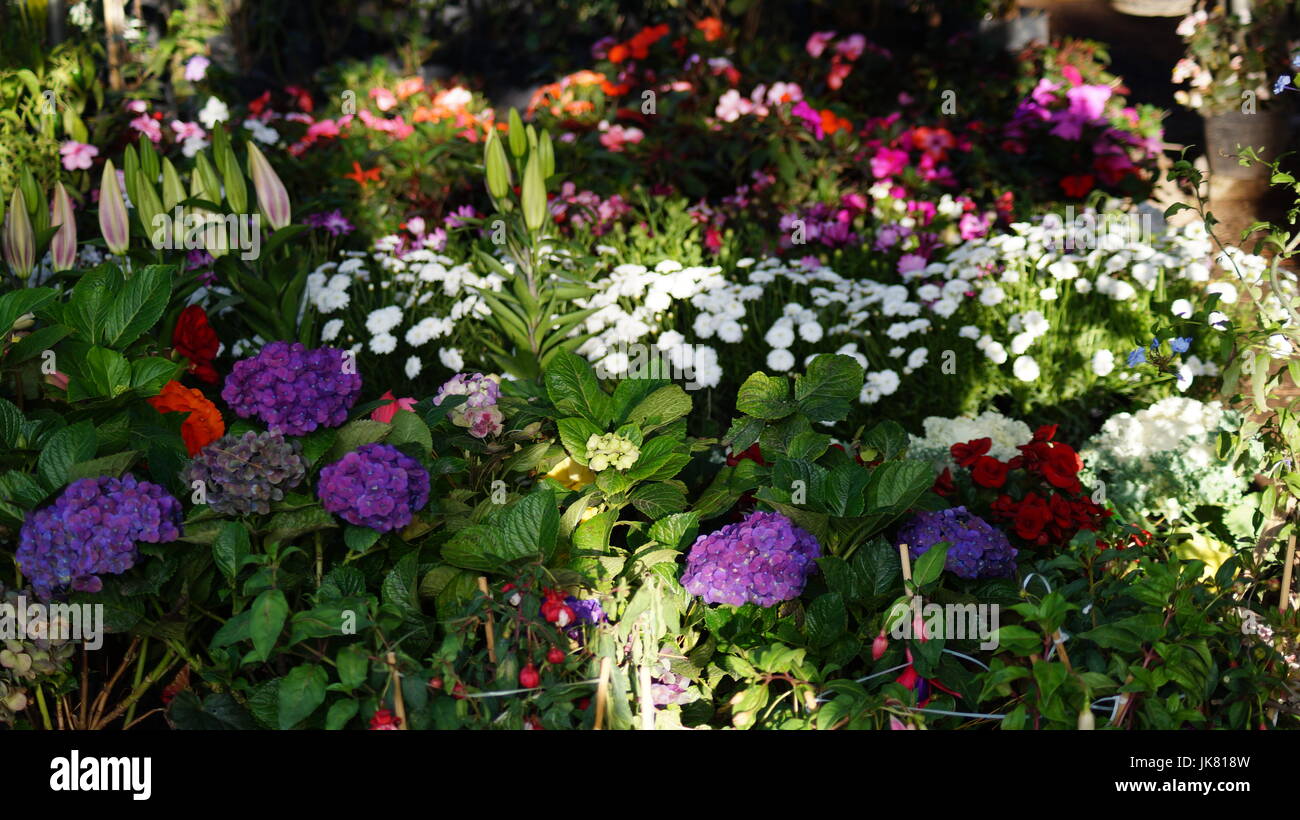 Nazioni Unite Jardín de Flores, repleto diferentes colores que le dan al mundo belleza, unà flor es única por sus tonalidades, especial por su fragancia, hermosa Foto Stock