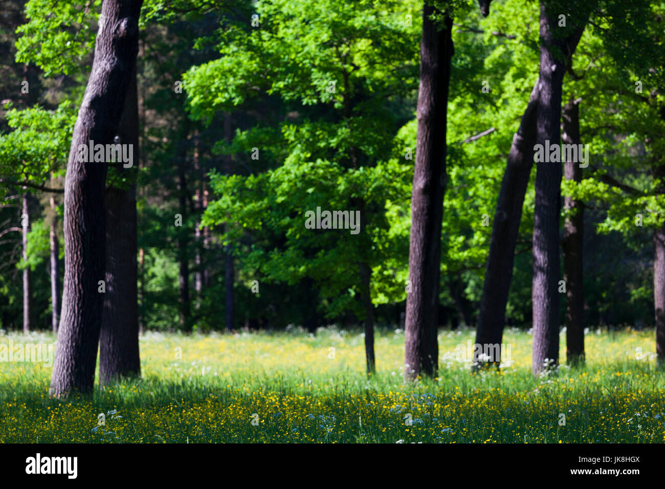 La Russia, San Pietroburgo, Pushkin-Tsarskoye Selo, palazzo motivi Foto Stock