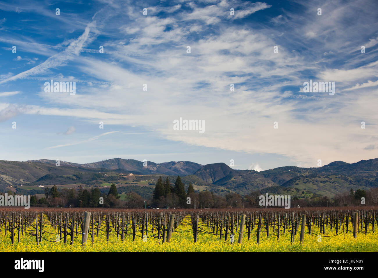 Stati Uniti d'America, la California, la California del Nord, Napa Valley Wine Country, Rutherford, vigna in inverno Foto Stock