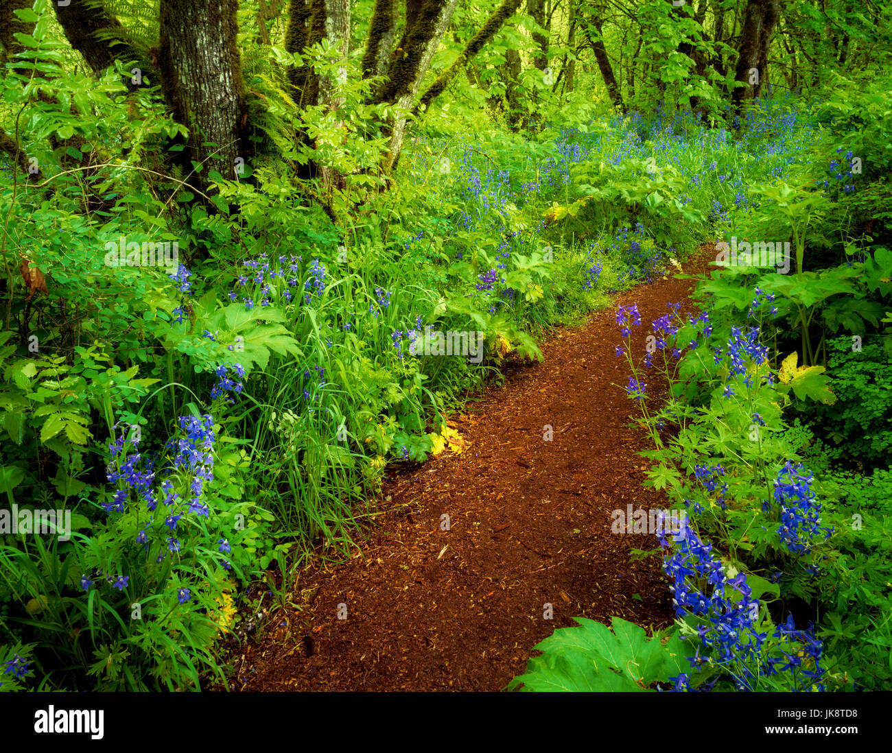 Percorso in Mount Pisgah Arboretum con fiori di colore blu. (Delphinium trolliifolium) Oregon. Foto Stock