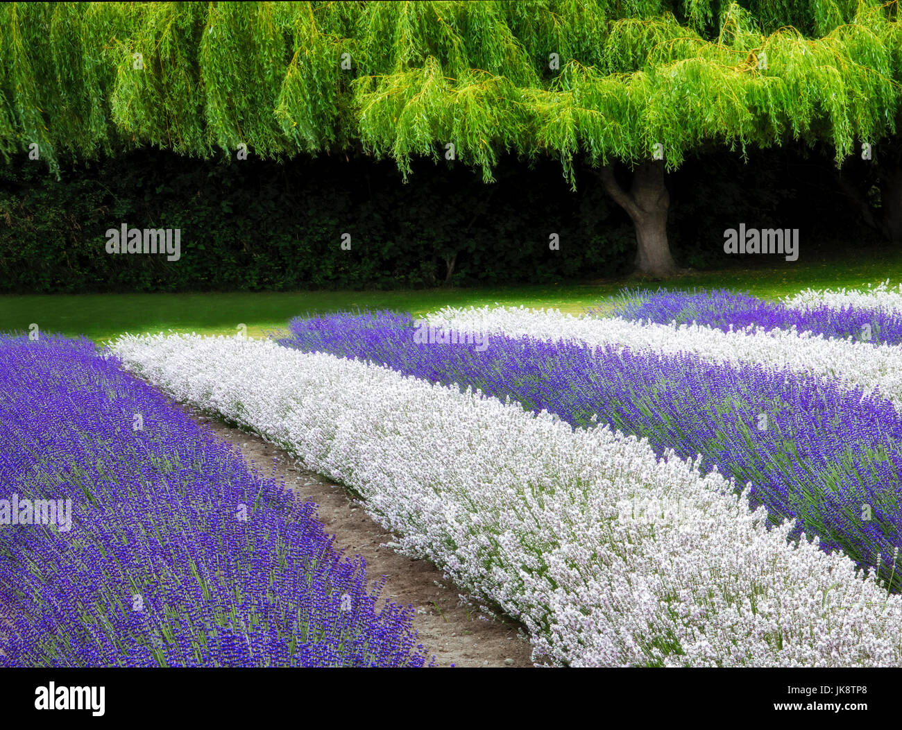 Collina colorata vicino a Jackson Hole, Wyoming Foto Stock
