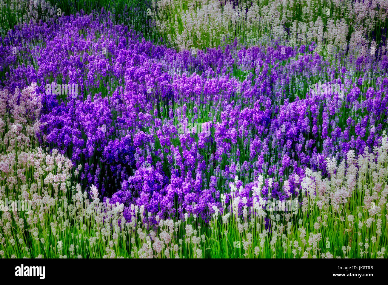 Caduta colle colorate vicino a Jackson Hole, wy Foto Stock