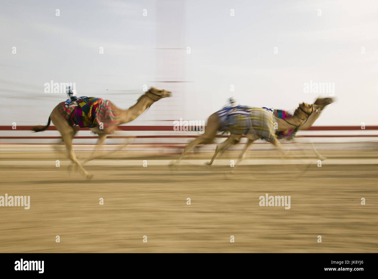 Vereinigte Arabische Emirate, Dubai, Al-Marqadh, Kamelrennbahn, Rennen, Kamele, Unschärfe, nessun modello di rilascio, Foto Stock