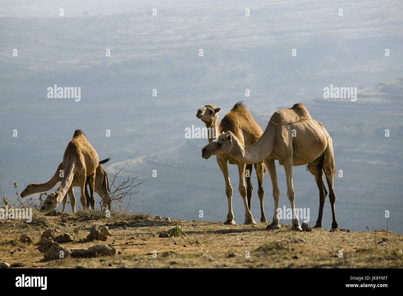Oman, Regione di Dhofar, Salalah, Berglandschaft, Kamele, Foto Stock