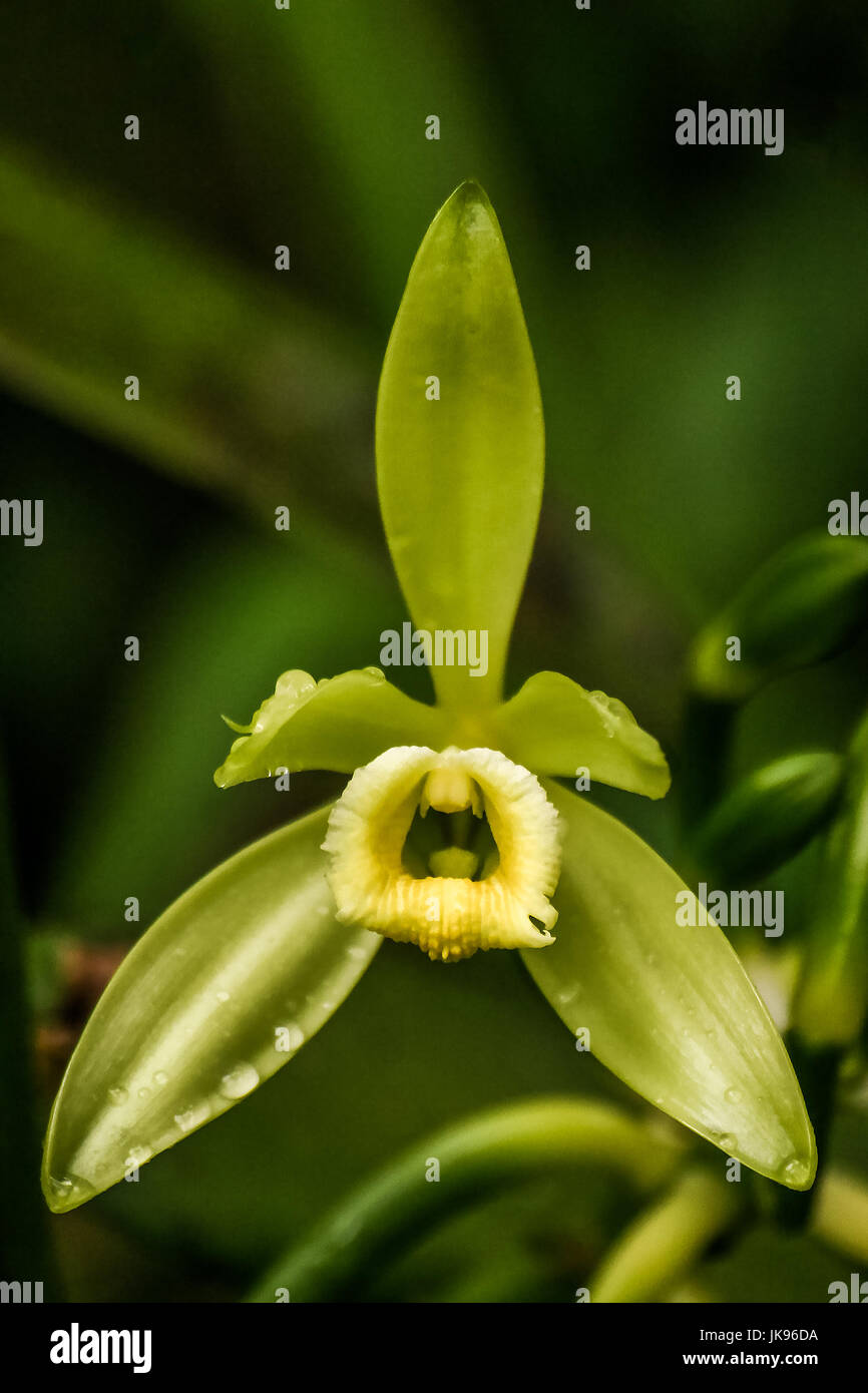Vanilla planifolia, orchidee e fiori di vaniglia Bourbon del Madagascar Foto Stock