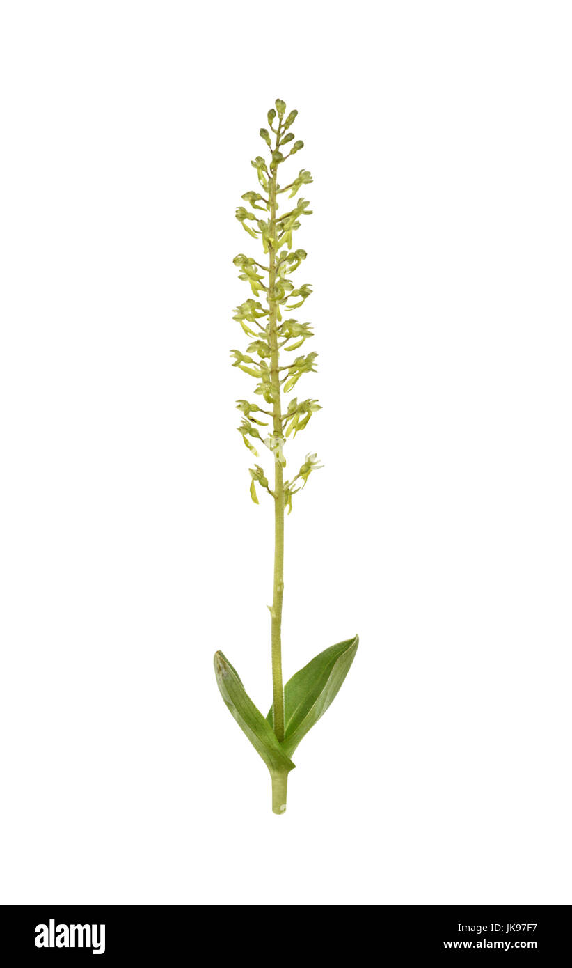 Twayblade comune - Neottia ovata Foto Stock