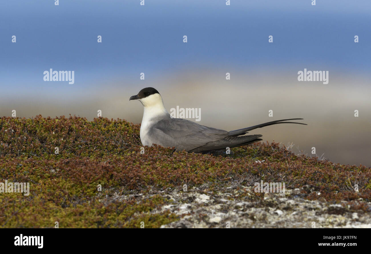 Long-tailed Skua - Stercorarius longicaudus Foto Stock