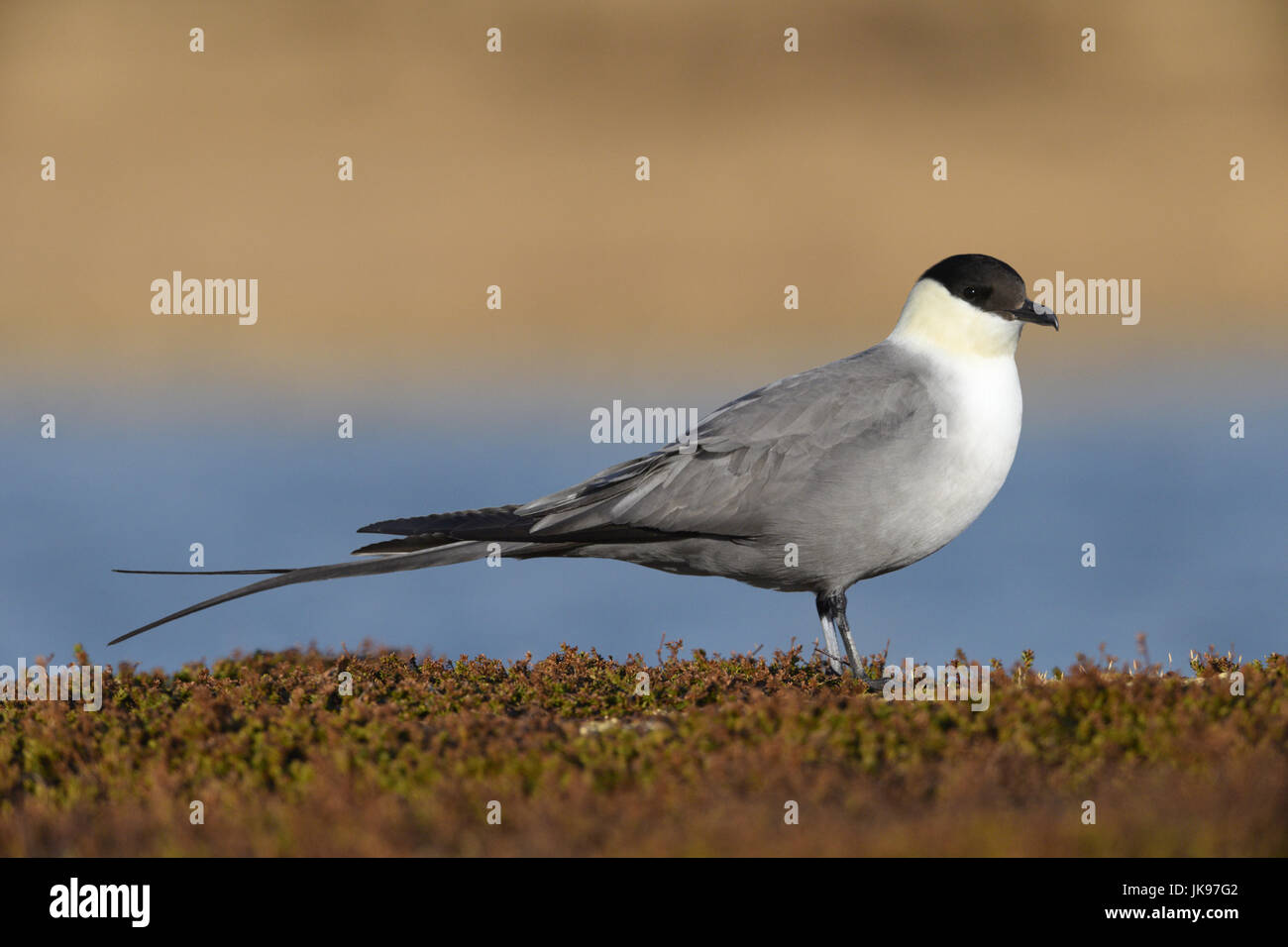 Long-tailed Skua - Stercorarius longicaudus Foto Stock