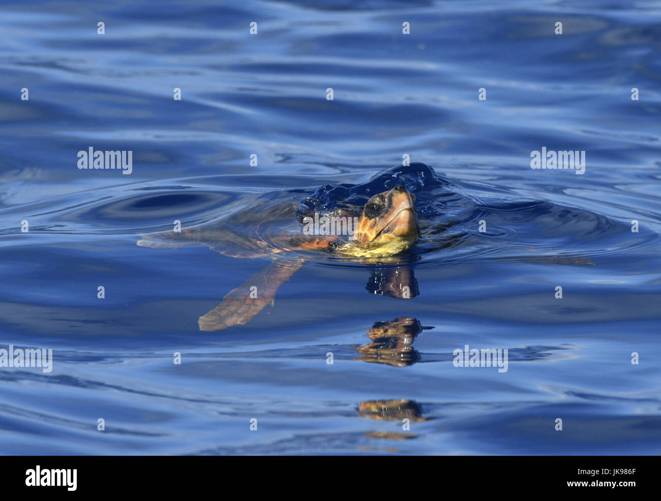 Tartaruga Caretta - Caretta caretta Foto Stock