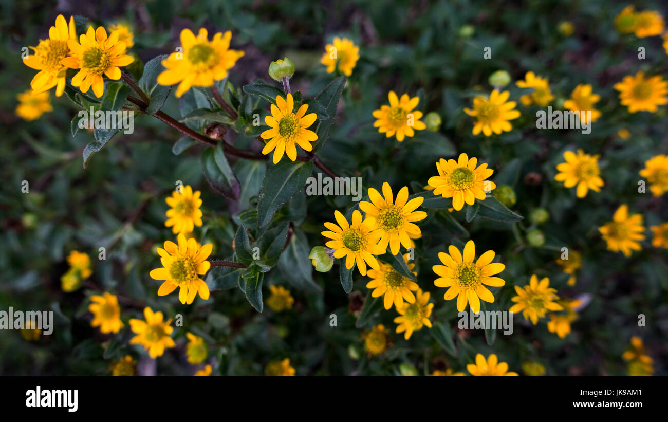 Letto di piccoli fiori gialli Foto Stock