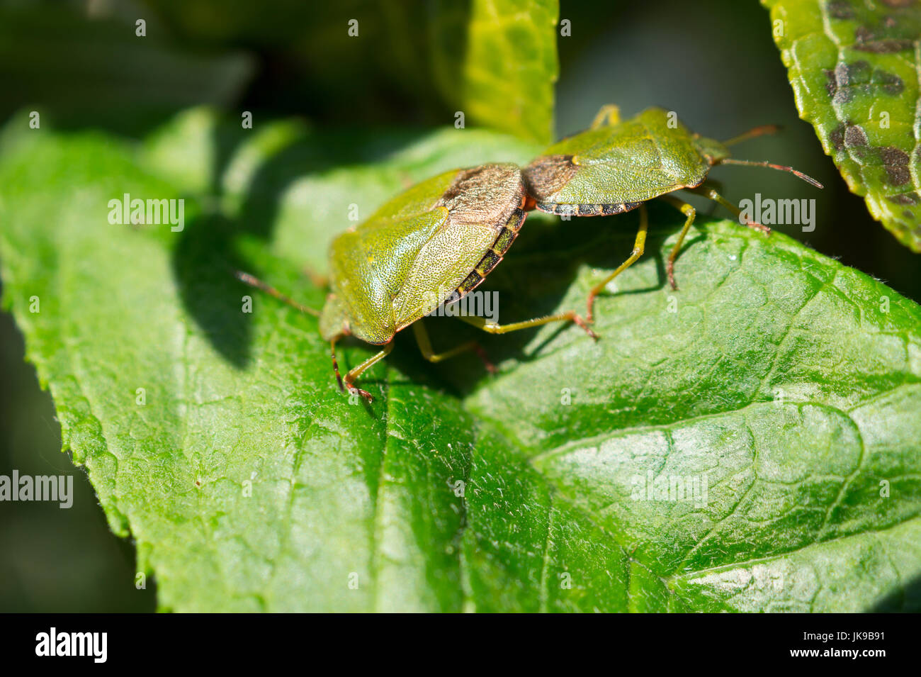 Bug di protezione coniugata Foto Stock