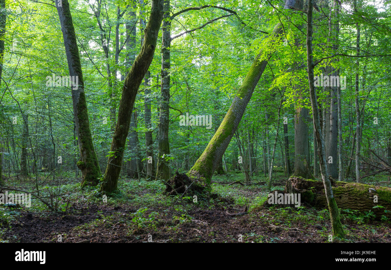 Vecchia Quercia e carpino bianco naturale a fine estate foresta contro i capretti stand, foresta di Bialowieza, Polonia, Europa Foto Stock