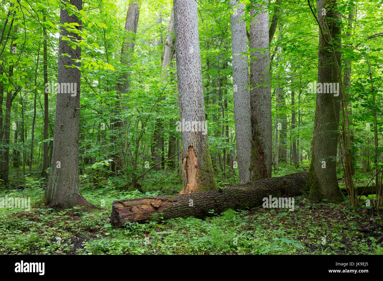 Il vecchio albero di ontano cavalletto naturale della Foresta di Bialowieza in estate, foresta di Bialowieza, Polonia, Europa Foto Stock