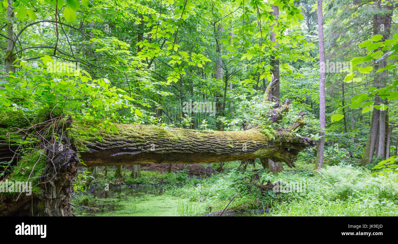 "Ottenere il giusto equilibrio' Oak tree log appesa sopra il terreno in estate deciduo stand della foresta di Bialowieza,Polonia,l'Europa Foto Stock
