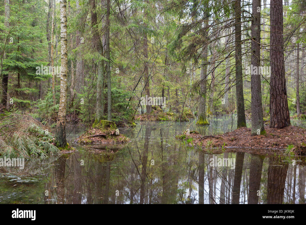 Primavera umida foresta mista con acqua stagnante e gli alberi morti in parte diminuite, foresta di Bialowieza, Polonia, Europa Foto Stock