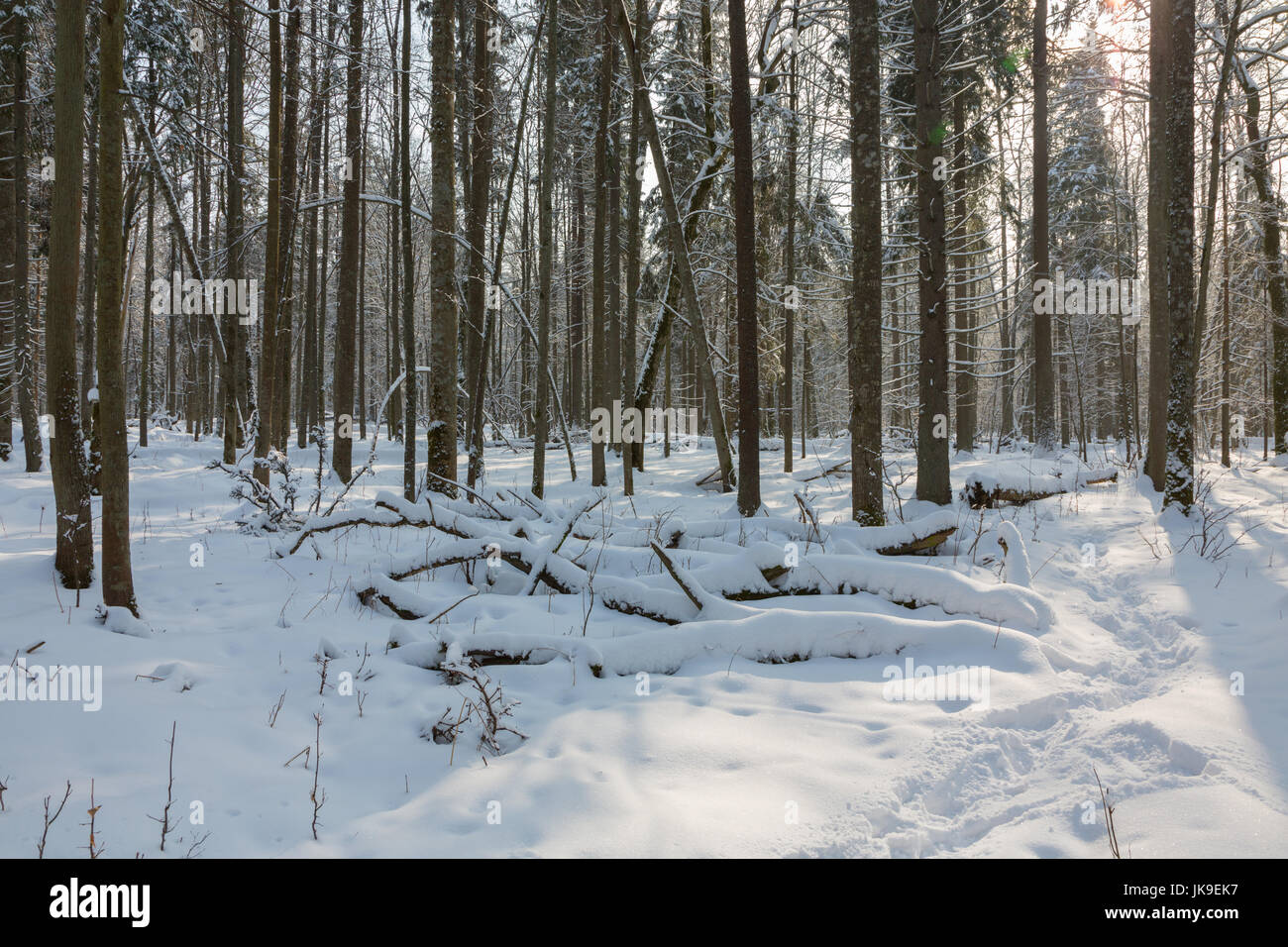 Nevicata dopo stand di latifoglie in mattinata con neve avvolto alberi, foresta di Bialowieza, Polonia, Europa Foto Stock