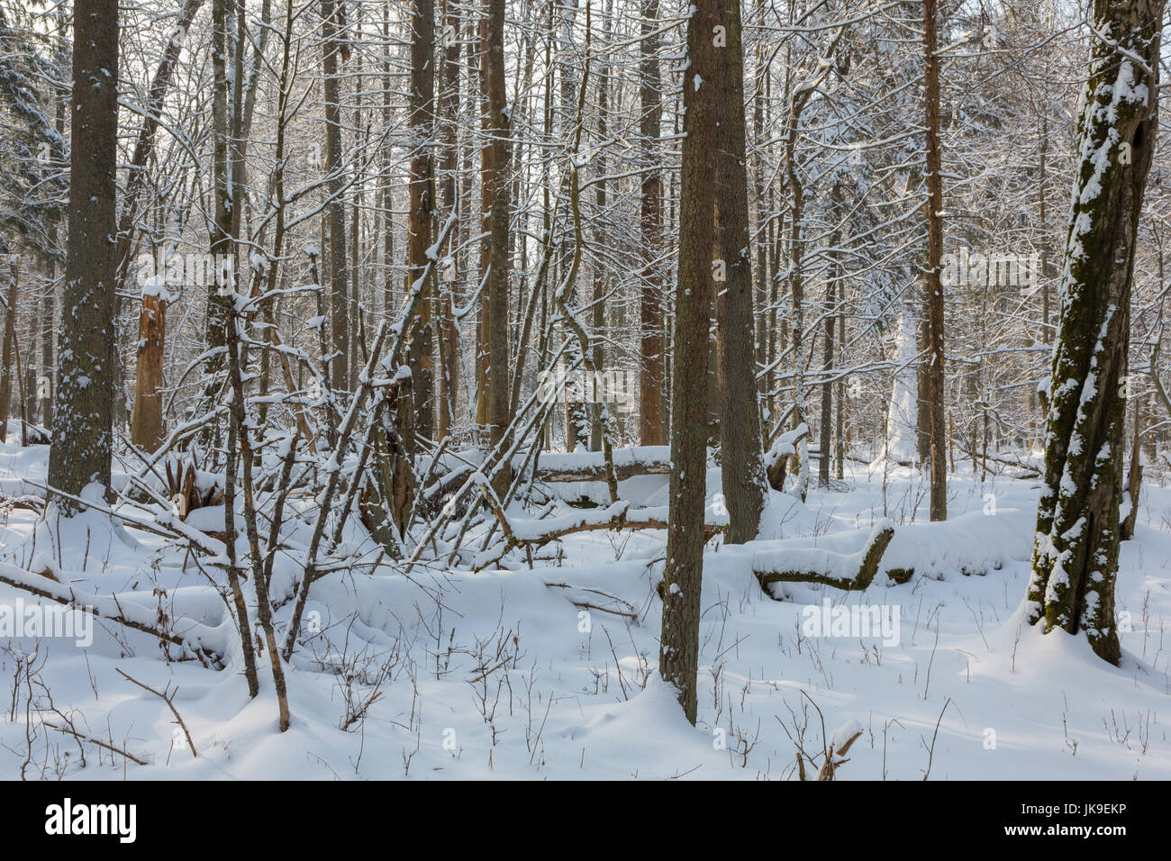 Nevicata dopo deciduousstand in mattinata con neve avvolto alberi, foresta di Bialowieza, Polonia, Europa Foto Stock