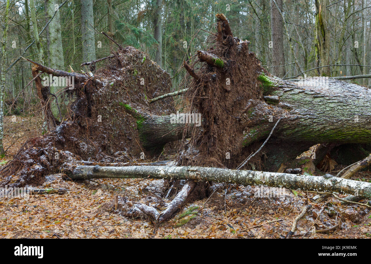 Due rotte del vento antico norvegese albero di abete rosso che giace accanto a ciascun altro, foresta di Bialowieza, Polonia, Europa Foto Stock