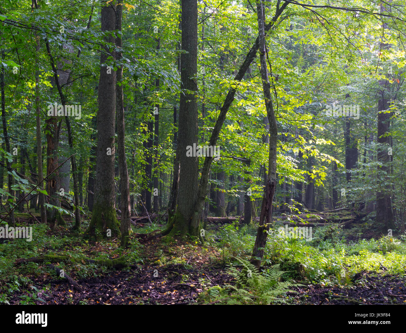 Estate mattina nella foresta con alberi centenari e una vegetazione ricca foresta di Bialowieza, Pland, Europa Foto Stock
