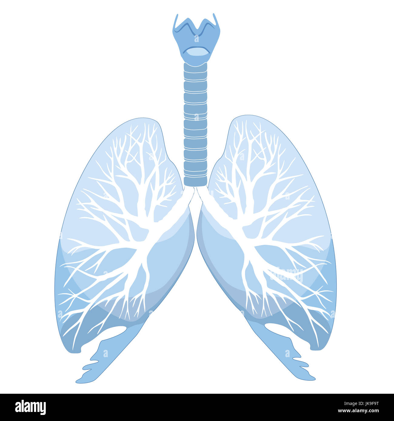 Polmoni umani e dei bronchi. organo umano struttura segno medico Foto Stock