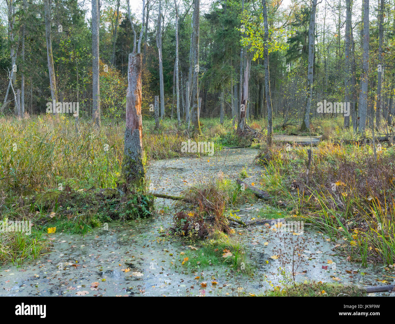 Scorre lento flusso di foresta in sunset attraversando gli alberi morti foresta, foresta di Bialowieza, Polonia, Europa Foto Stock