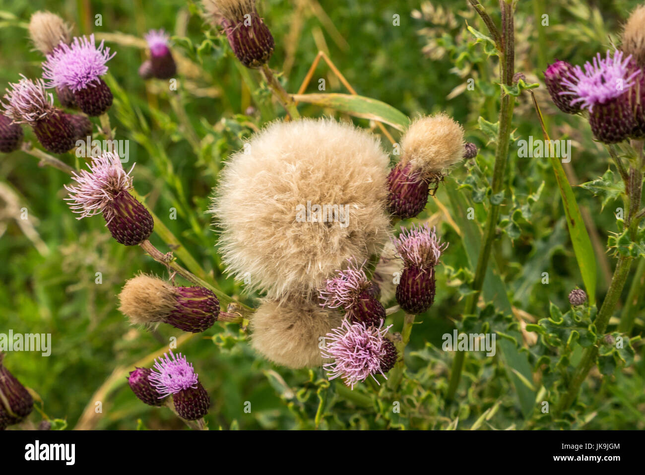 Close up di cardi, Onopordum acanthium. e roverella peloso testa di semi nel campo,East Lothian, Scozia, Regno Unito Foto Stock