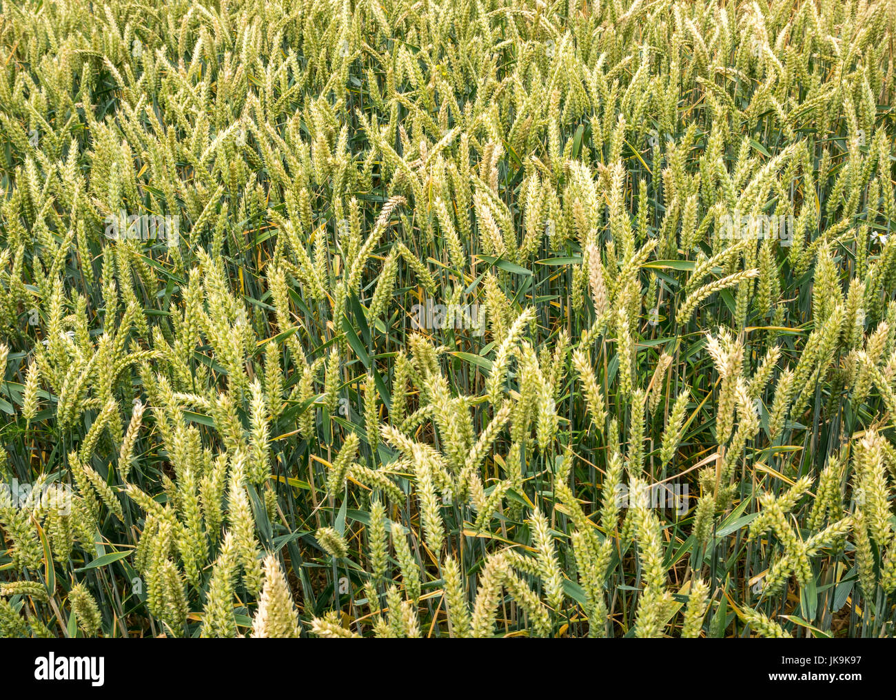 In prossimità del grano raccolto in crescita in campo, East Lothian, Scozia, Regno Unito Foto Stock
