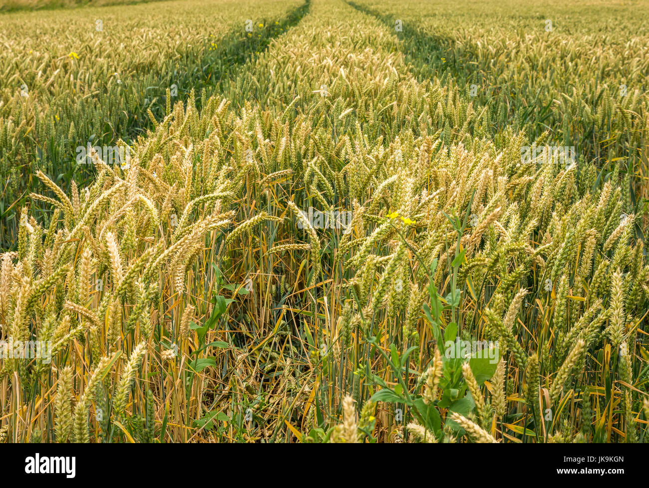 In prossimità del grano raccolto in crescita in campo, East Lothian, Scozia, con le vie che portano a distanza Foto Stock