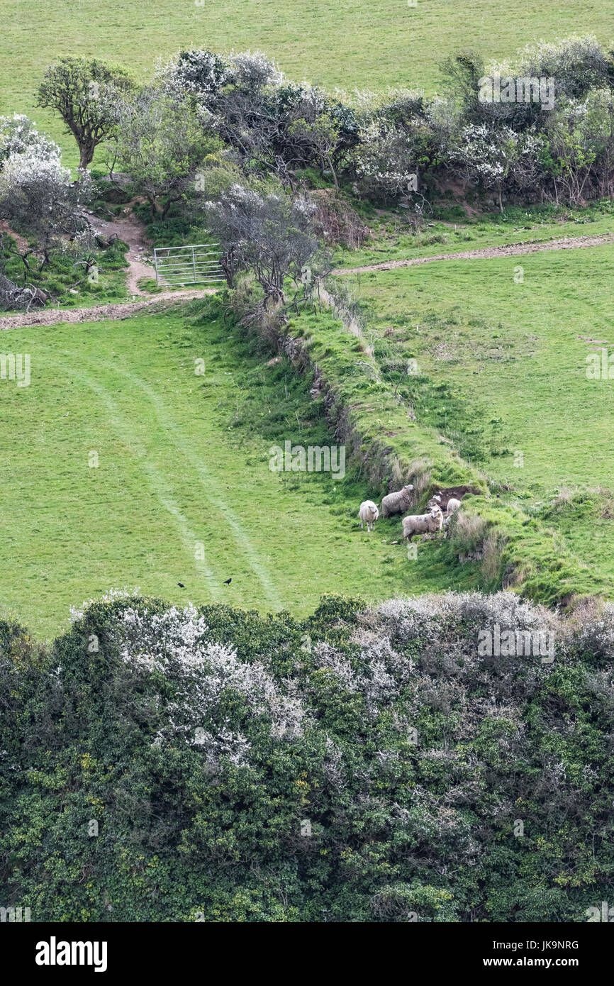 Pecore visto accanto a una siepe di Cornovaglia - hedgerows essendo preziosi habitat selvatici nonché essendo frangiventi e marcatori di confine. Foto Stock