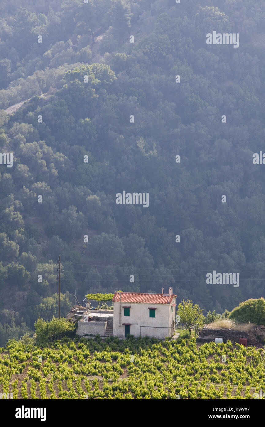 Griechenland, Insel Samos, Manolates, Hügel, Haus, Weingarten, Europa, Mittelmeerinsel, Reiseziel, Wohnhaus, abgelegen, Einsamkeit, Weinbauer, Anbau, Landschaft, Weinberg, Wein, Rebstöcke, Weinreben, sonnig, hellgrün, Hintergrund, Wald, Hang, Foto Stock