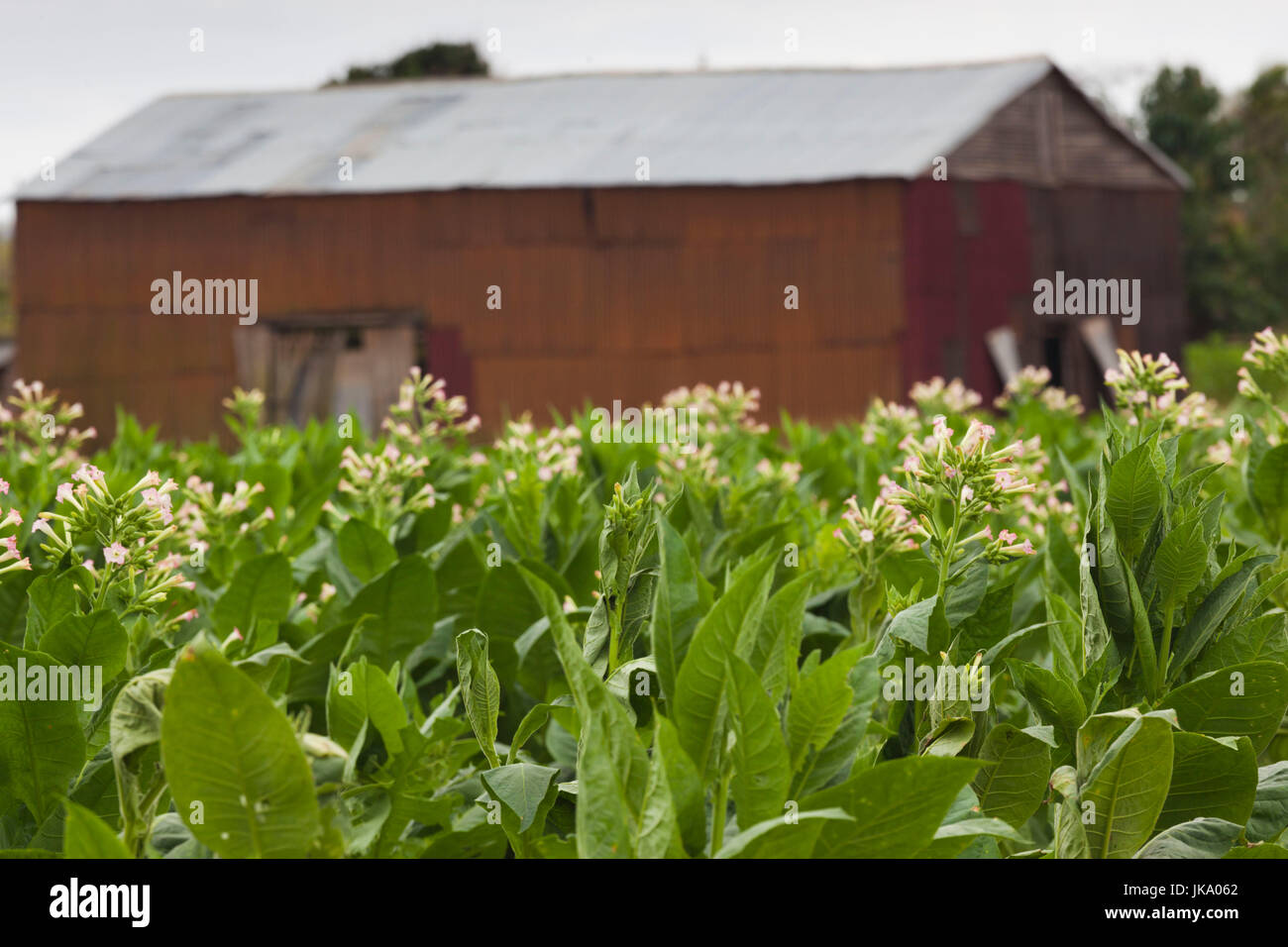 Cuba, Pinar del Rio, Provincia di San Luis, cubana piantagione di tabacco Foto Stock