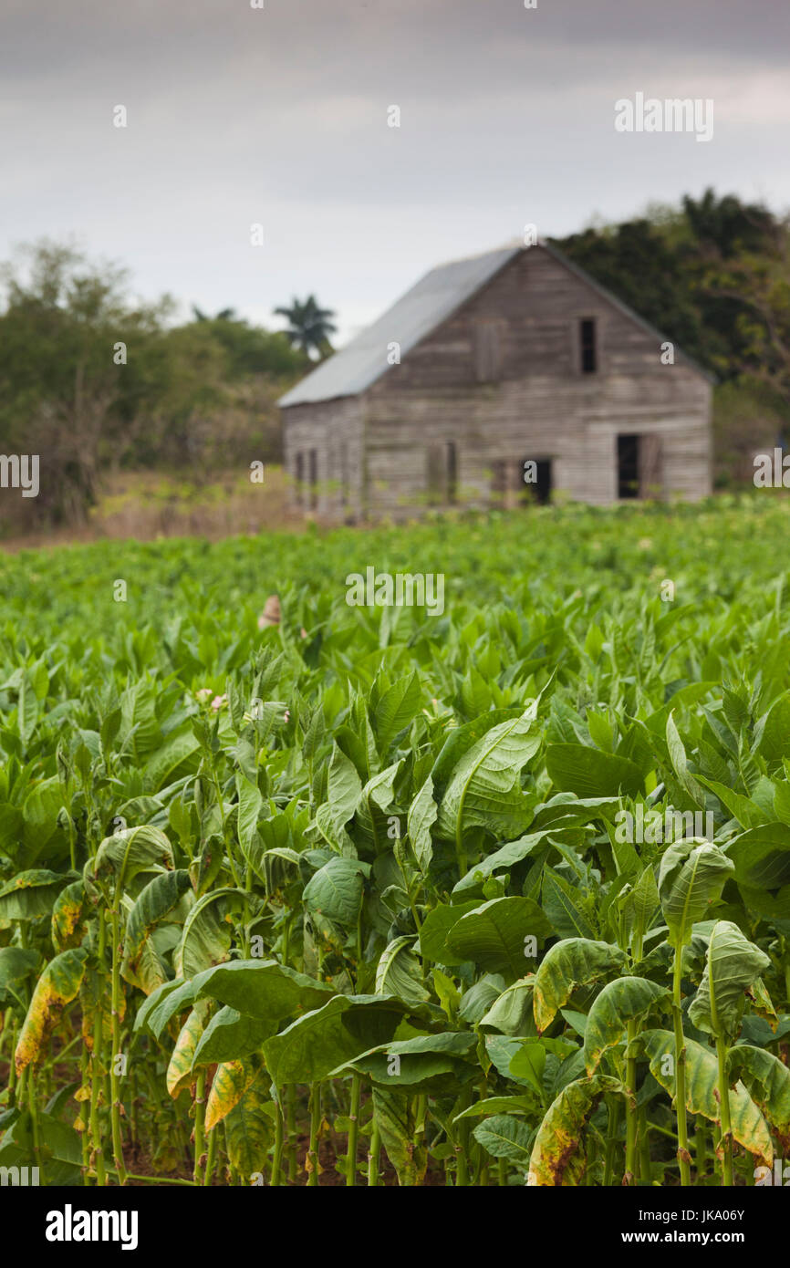 Cuba, Pinar del Rio, Provincia di San Luis, cubana piantagione di tabacco Foto Stock
