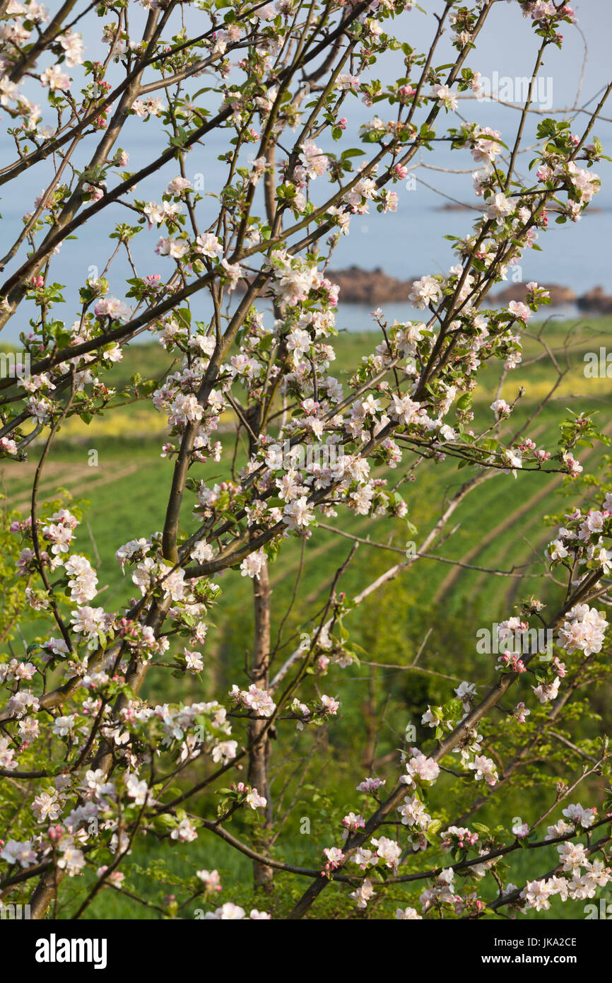 Francia, regione della Normandia, Manche Department, porta Racine, apple blossoms, inizio di estate Foto Stock