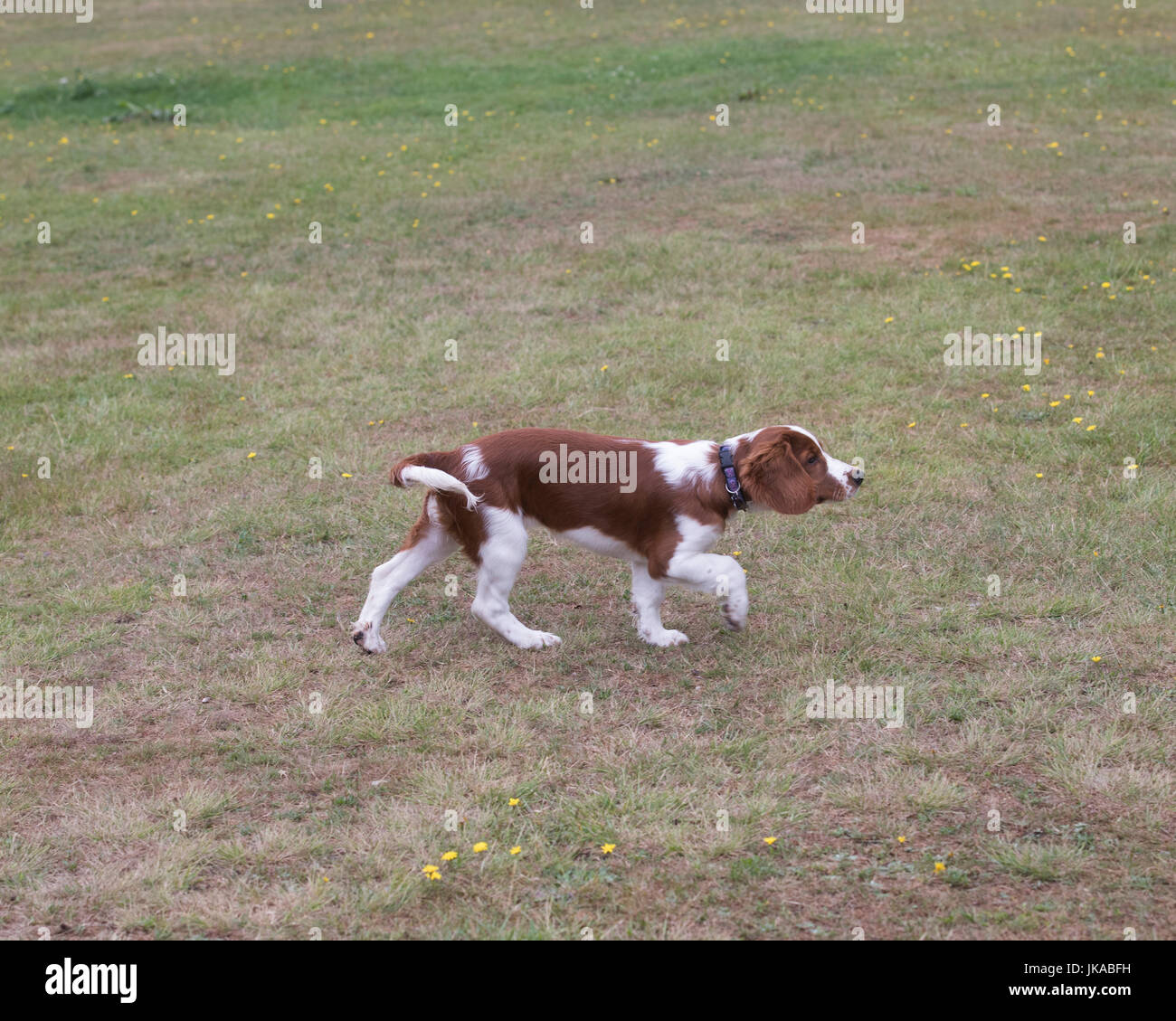 A 14 settimane vecchio pedigree Welsh Springer Spaniel cucciolo Foto Stock