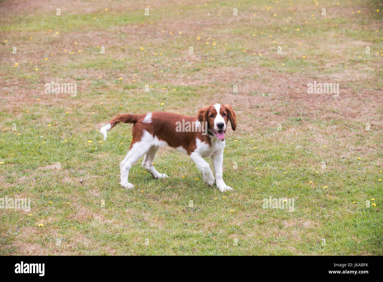 A 14 settimane vecchio pedigree Welsh Springer Spaniel cucciolo Foto Stock