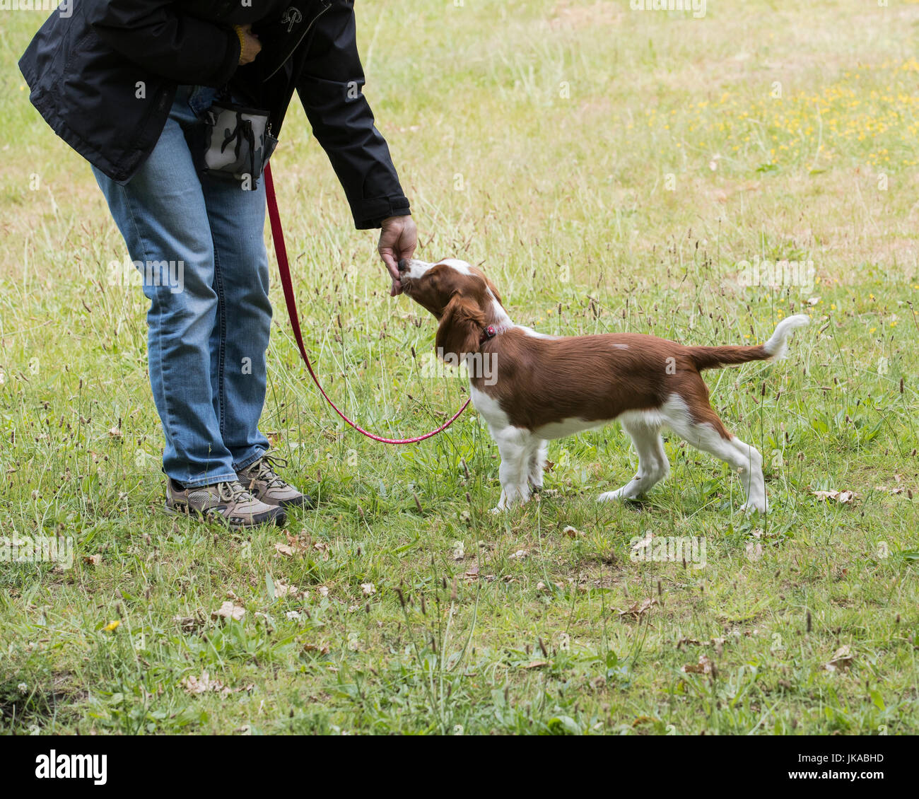 La formazione di un 14 settimane vecchio Welsh Springer Spaniel cucciolo a stand Foto Stock