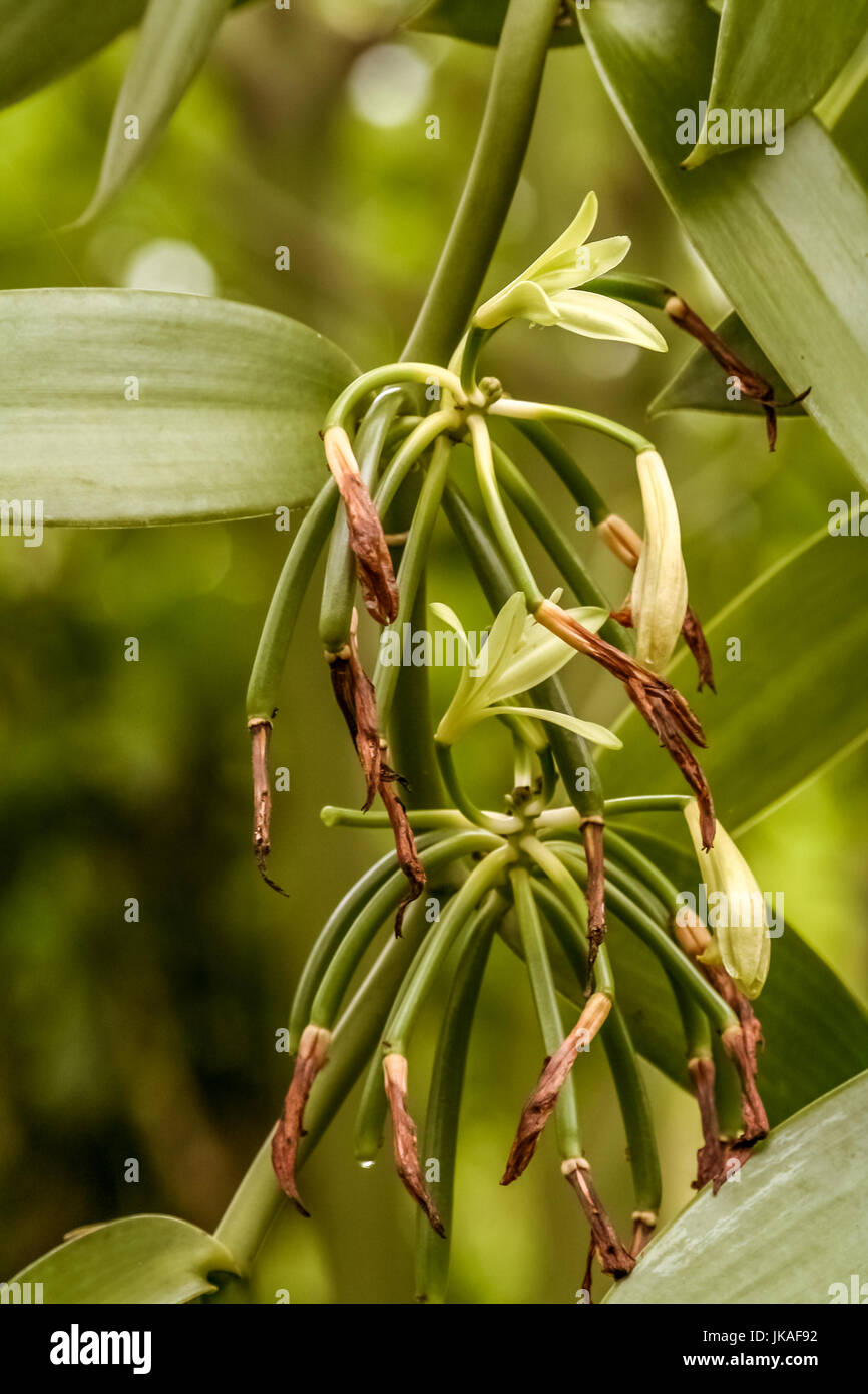 Vanilla planifolia, fiori di vaniglia Bourbon del Madagascar. La formazione del bean dopo essiccamento del fiore Foto Stock