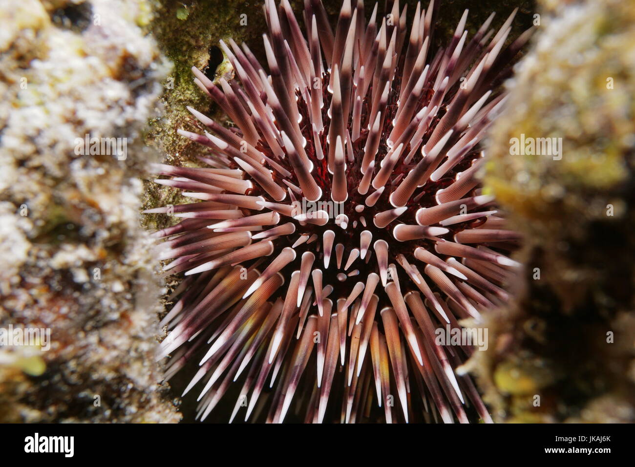 Close up di ricci di mare Echinometra mathaei, comunemente chiamato scavando urchin, subacqueo nella laguna di Bora Bora, oceano pacifico, Polinesia Francese Foto Stock