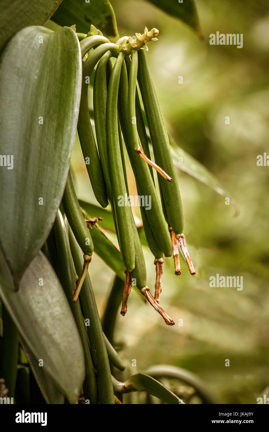 Vanilla planifolia, fagioli di vaniglia Bourbon del Madagascar sulla liana. Foto Stock