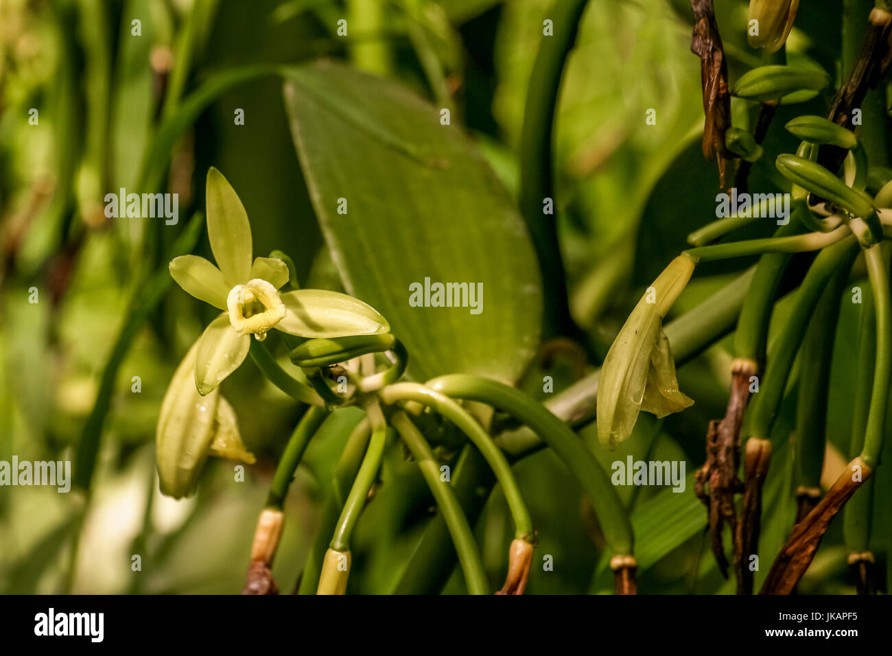 Vanilla planifolia, orchidea fiore di vaniglia dal Madagascar Foto Stock