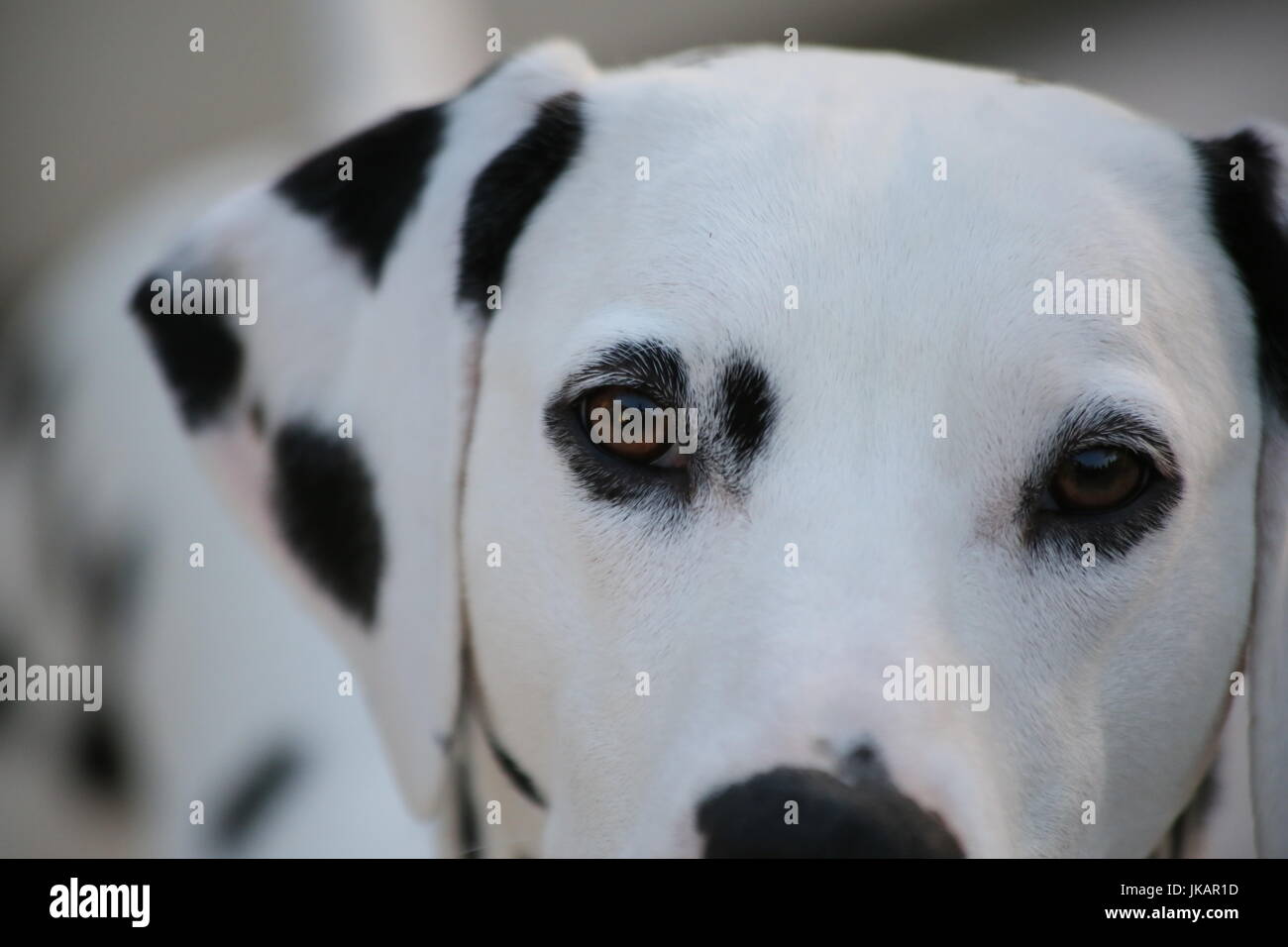 Dalmazia amoroso Foto Stock