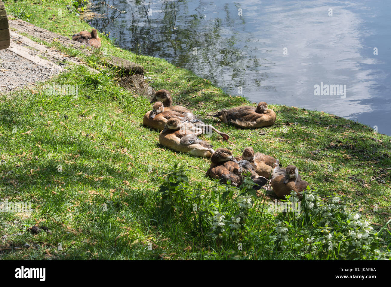 Famiglia di anatra giacente in erba sulle rive di un piccolo lago. Foto Stock