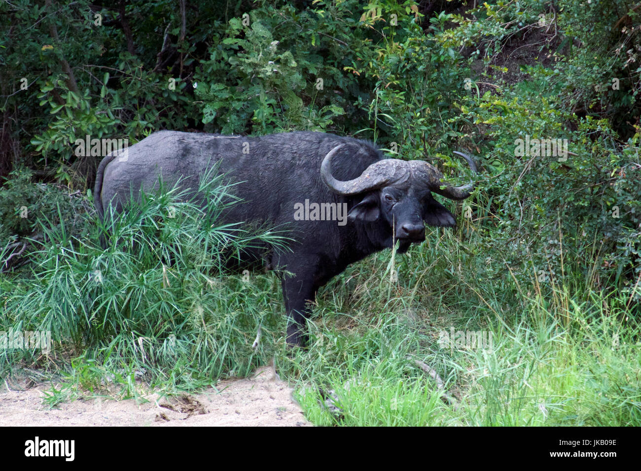 Africano o bufali nel fitto sottobosco Parco Nazionale Kruger Sud Africa Foto Stock