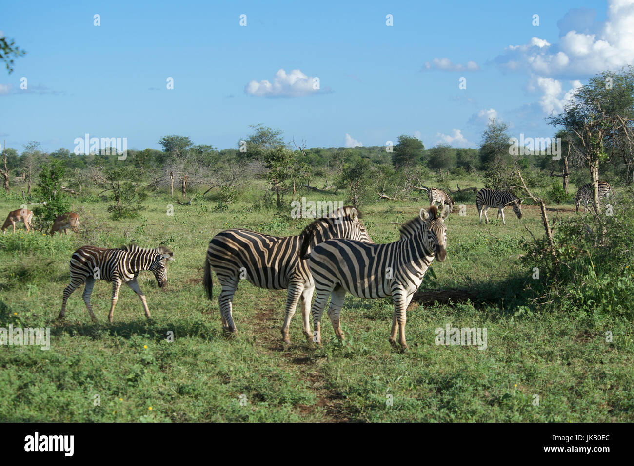 Le pianure zebre Parco Nazionale Kruger Sud Africa Foto Stock