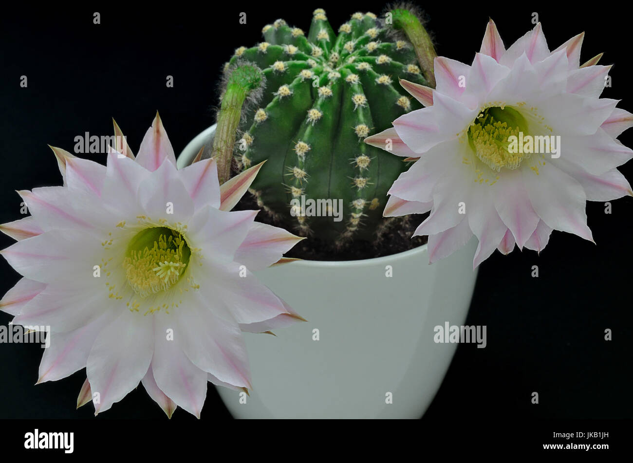 In prossimità di una regina della notte cactus con fiori, close up, macro sfondo nero Foto Stock